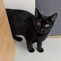 Thumbnail photo of Shadow #3