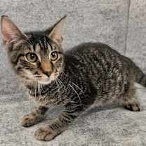 Thumbnail photo of Brandy-$75 Cat Adoption Promo! #1