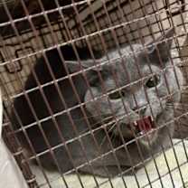 Thumbnail photo of Mark #3