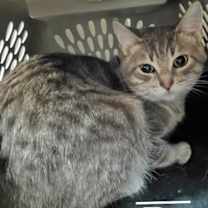 Thumbnail photo of Dr House #2