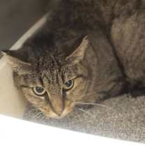 Thumbnail photo of Bitsy #2