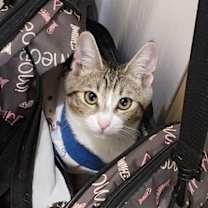 Thumbnail photo of Fletcher (White) #1