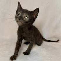 Thumbnail photo of Lou #1