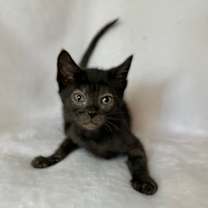 Thumbnail photo of Lou #2