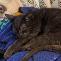 Thumbnail photo of Lou #3