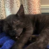 Thumbnail photo of Lou #4