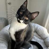 Thumbnail photo of Ozzy #2