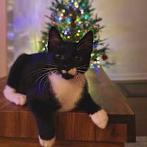 Thumbnail photo of Ozzy #3