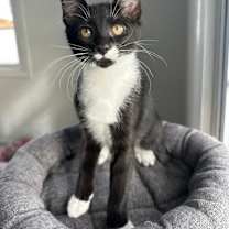 Thumbnail photo of Ozzy #4