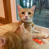 Thumbnail photo of Sophia #2