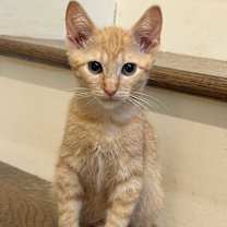 Thumbnail photo of Minnow #1