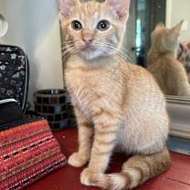 Thumbnail photo of Minnow #4