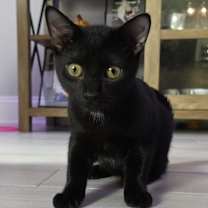 Thumbnail photo of Nix #2