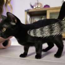 Thumbnail photo of Nix #4