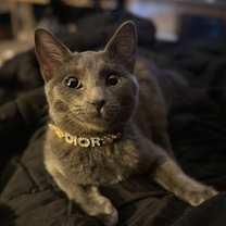 Thumbnail photo of Gabbana CP #3