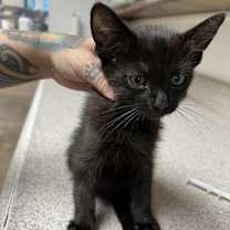 Thumbnail photo of Nova #4