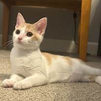 Thumbnail photo of Pumpkin #1