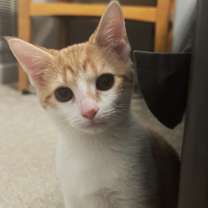 Thumbnail photo of Nutmeg #1