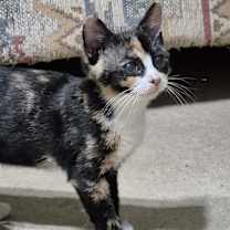 adopt-pet