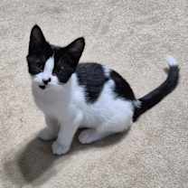 adopt-pet
