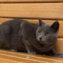 adopt-pet