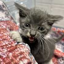 Thumbnail photo of Duvalin #1