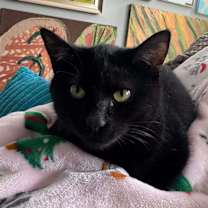 Thumbnail photo of Meeny #3