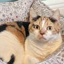 Thumbnail photo of Celeste #4