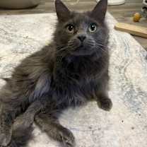 Thumbnail photo of PETER #1