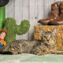 Thumbnail photo of Beecher #3