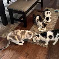 Thumbnail photo of Goose #2