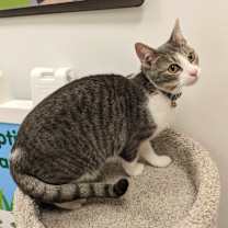 Thumbnail photo of Monarch #4