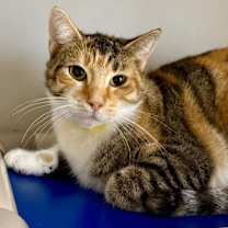 Thumbnail photo of MewMew #1