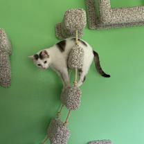 Thumbnail photo of Wonka #1