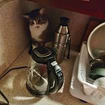 Thumbnail photo of Sammy #3