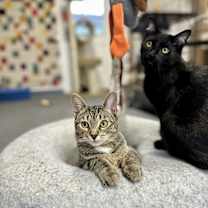 Thumbnail photo of Jax #4