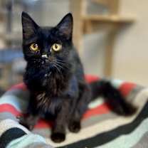 Thumbnail photo of Moro #4