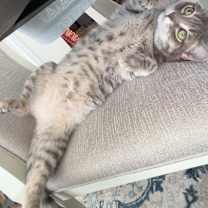 Thumbnail photo of Fortune #2