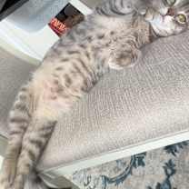 Thumbnail photo of Fortune #3