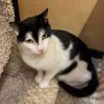 Thumbnail photo of Wolf #3