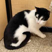 Thumbnail photo of Wolf #4