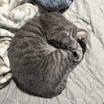 Thumbnail photo of Smudge #4