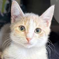 adopt-pet