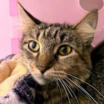 adopt-pet