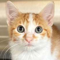 adopt-pet