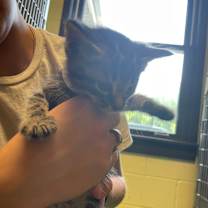 adopt-pet