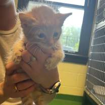adopt-pet