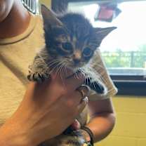 adopt-pet