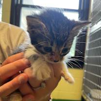 adopt-pet