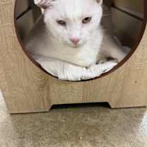 Thumbnail photo of Luna 2025 #3